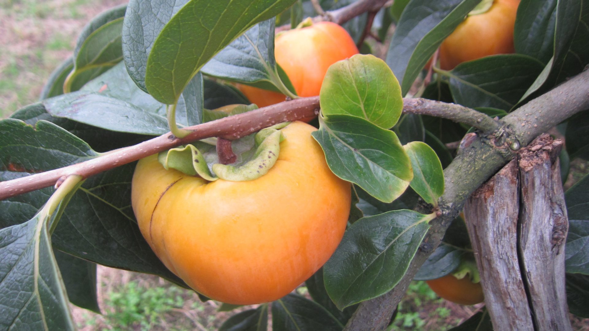 さくらんぼ狩り くだもの狩り予約サイト まるかじりさがえ